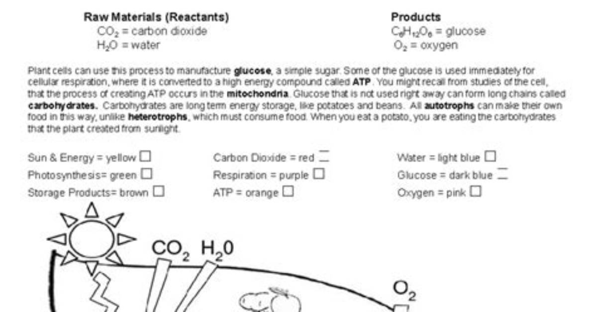 How Do Chloroplasts Capture Energy from the Sun?