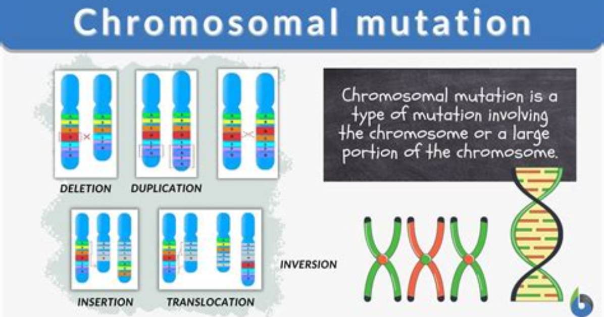 How Do Chromosomal Mutations Occur