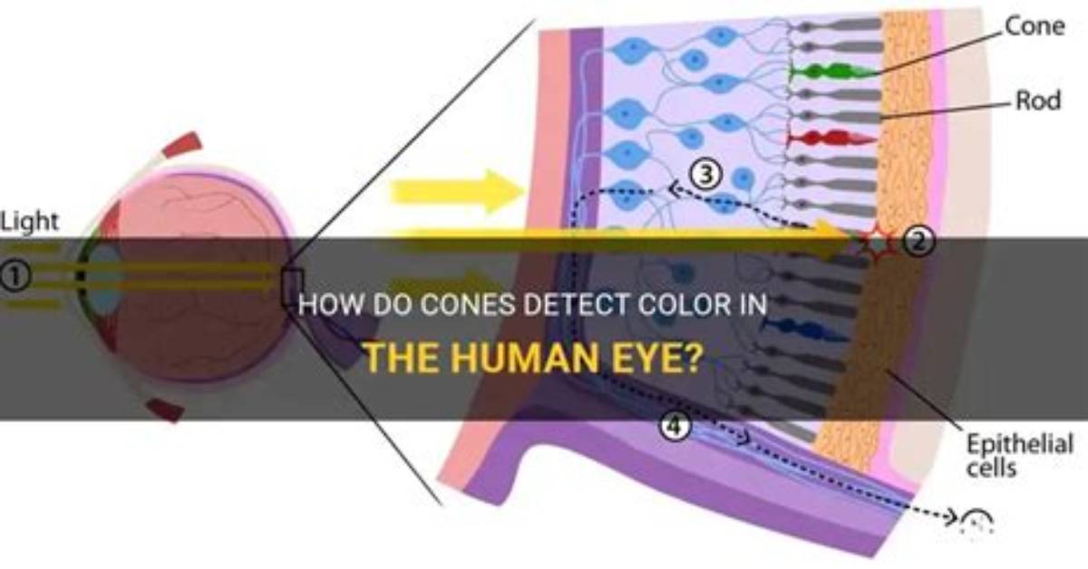 How Do Cones Detect Color