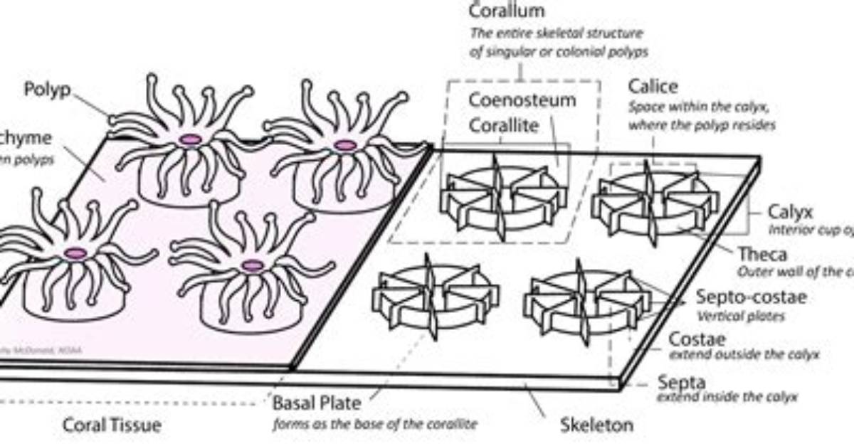 How Do Corals Form Their Skeletons?