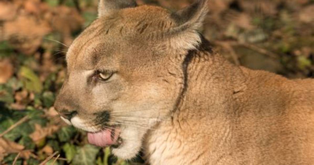 How Do Cougars Survive in the Desert