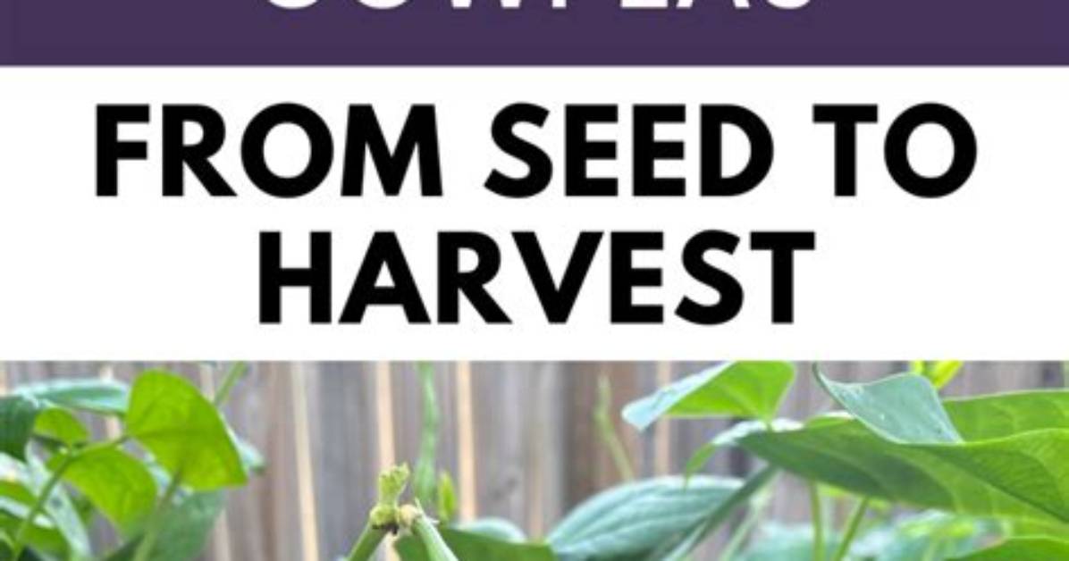 How Do Cowpeas Grow