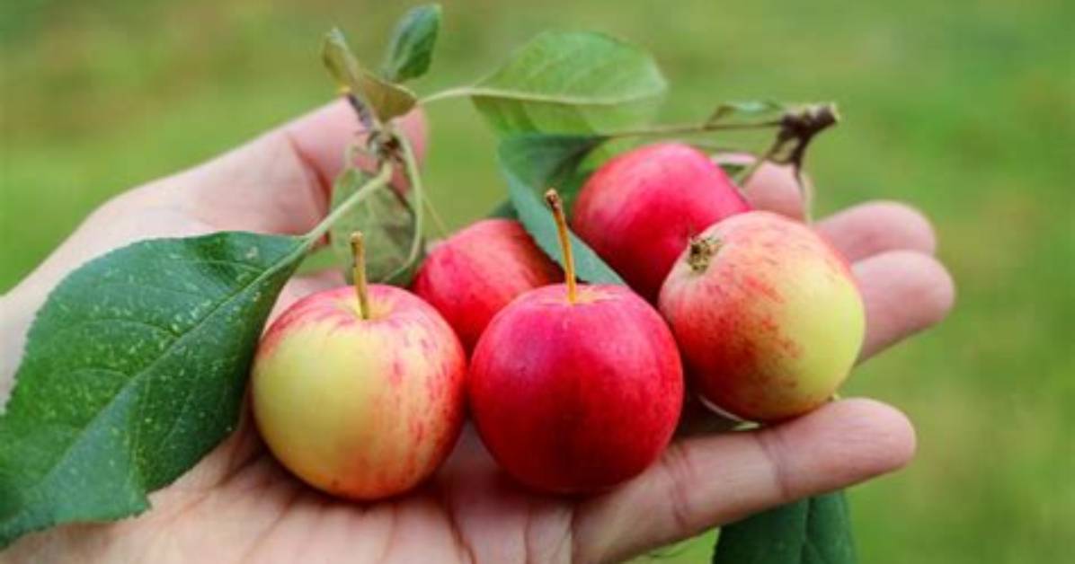How Do Crab Apples Taste