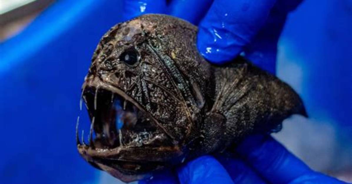 How Do Creatures Survive in the Deep Sea