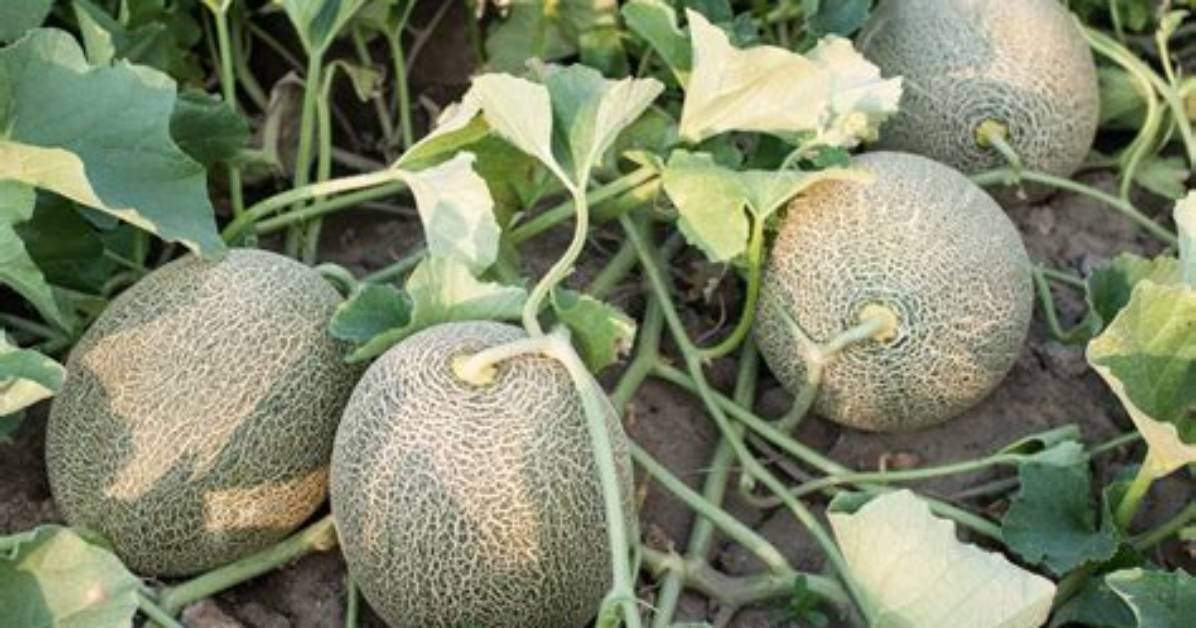 How Do Crenshaw Melons Grow?