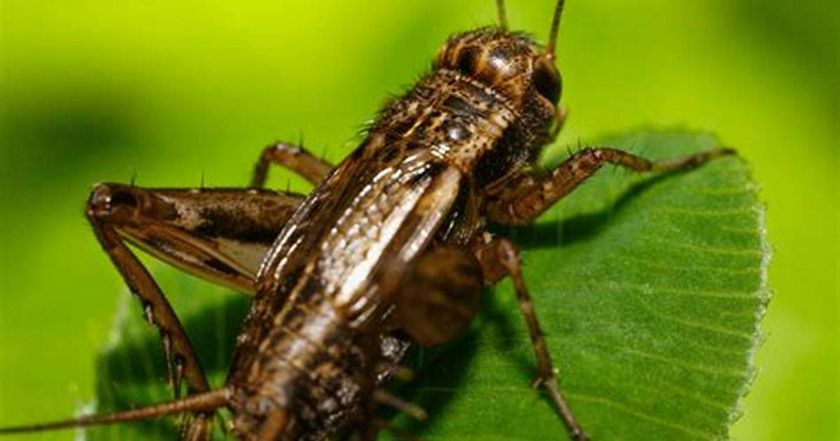 How Do Crickets See