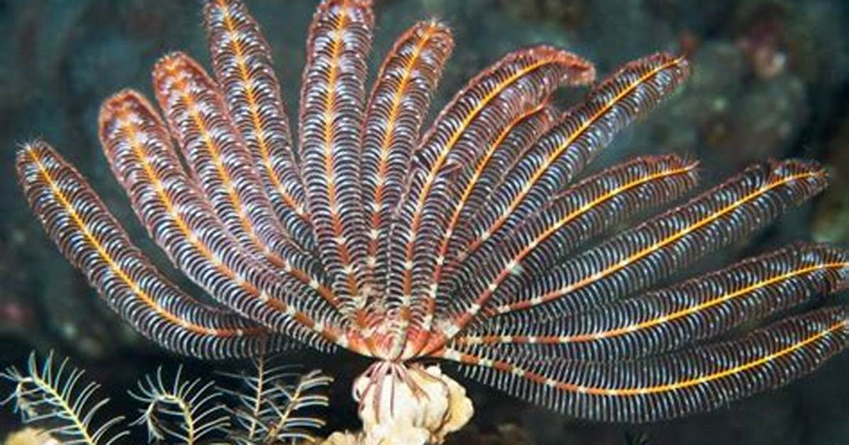 How Do Crinoidea Move