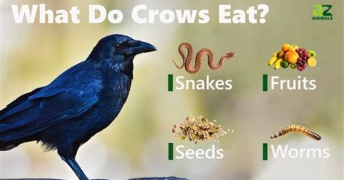 How Do Crows Look