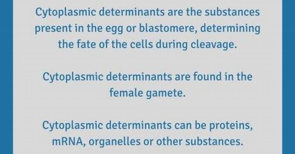 How Do Cytoplasmic Determinants Affect Gene Expression