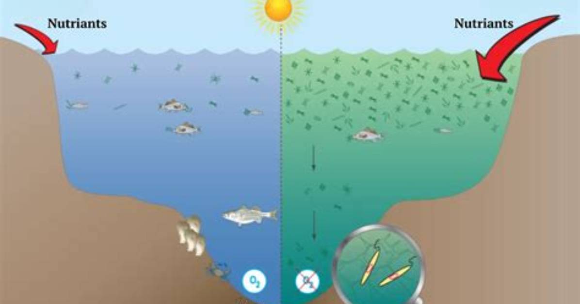 How Do Dead Zones Affect Humans