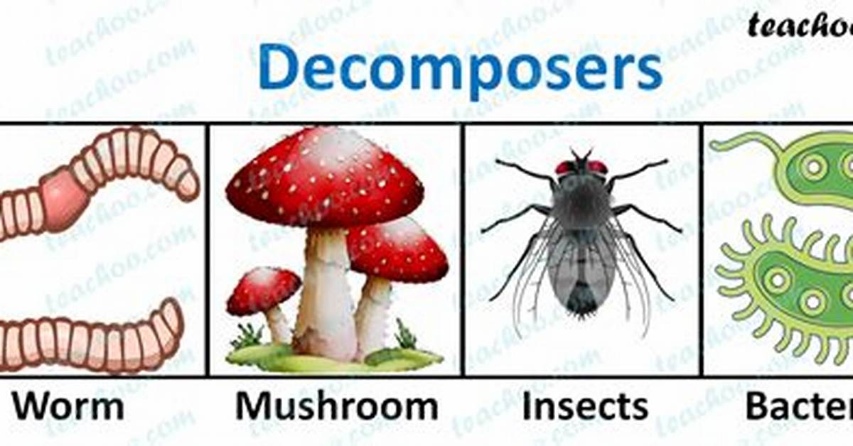 How Do Decomposers Help the Ecosystem?