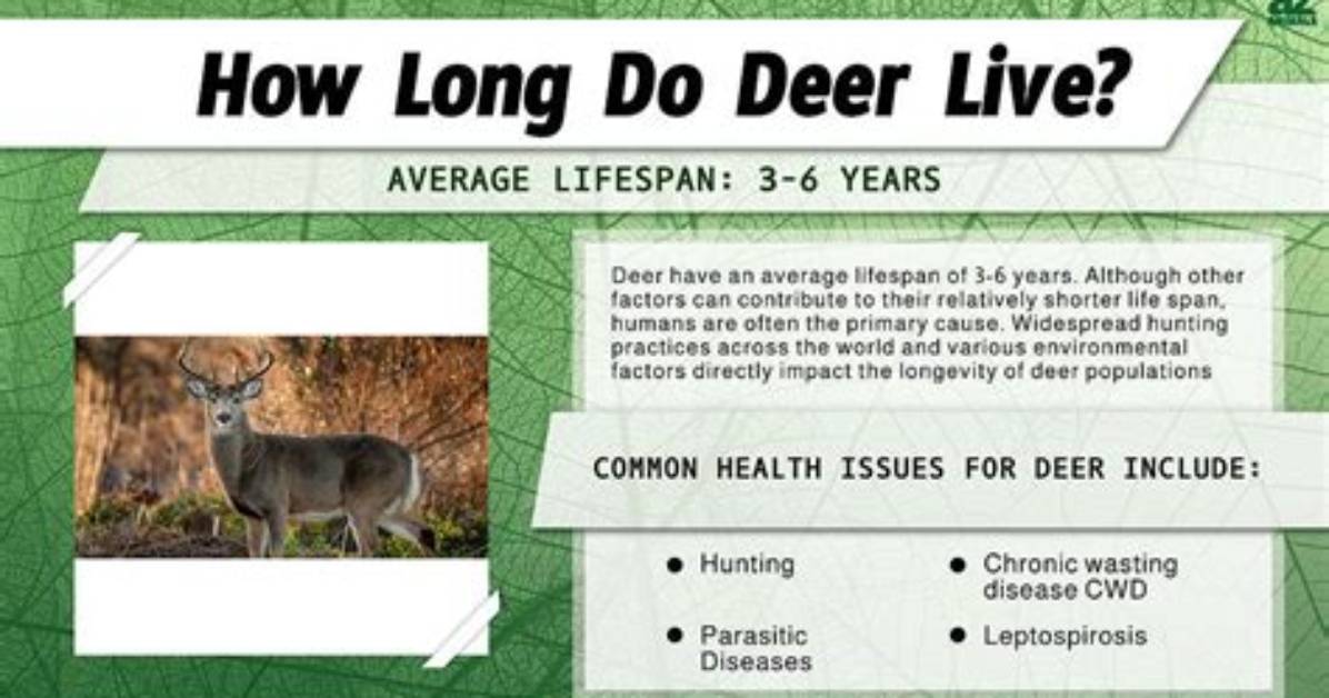 How Do Deer Live?