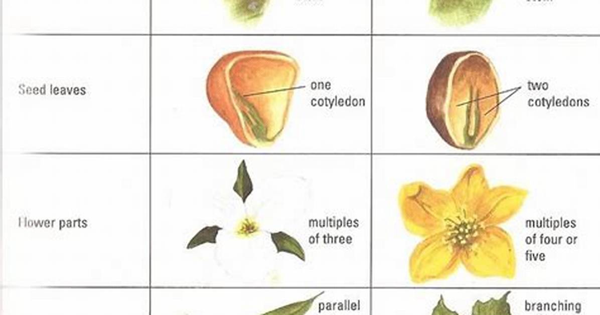 How Do Dicots Differ from Monocots?
