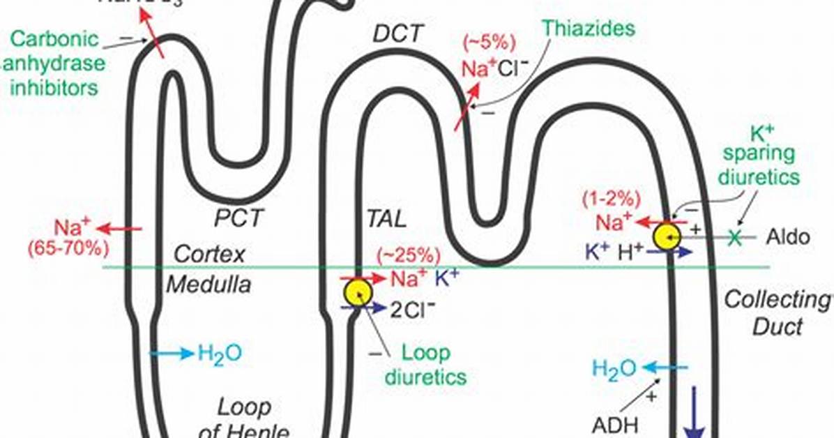 How Do Diuretics Affect Fluid Balance