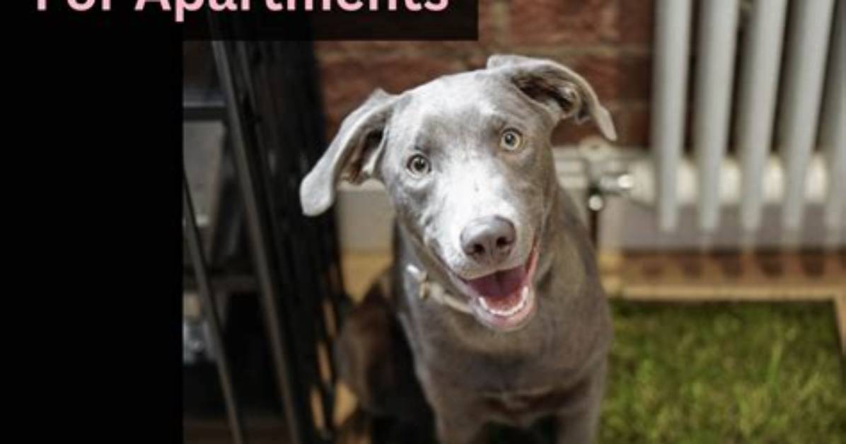 How Do Dog Toilets Work