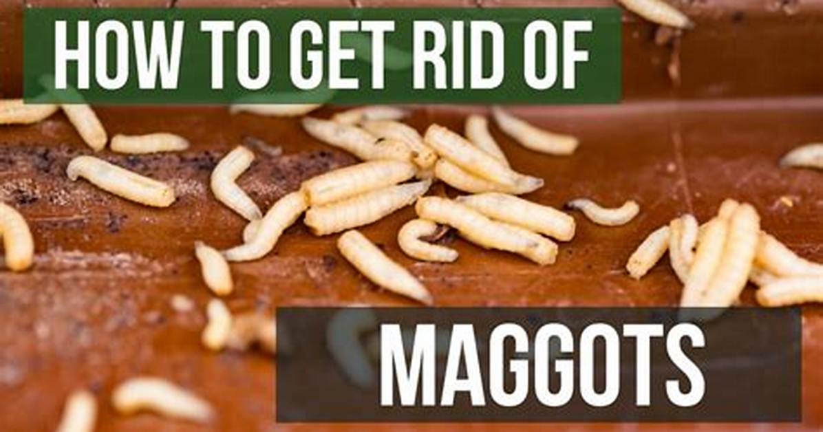 How Do Dogs Get Maggots in Their Skin?
