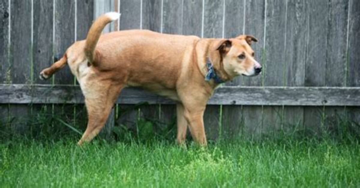 How Do Dogs Pee