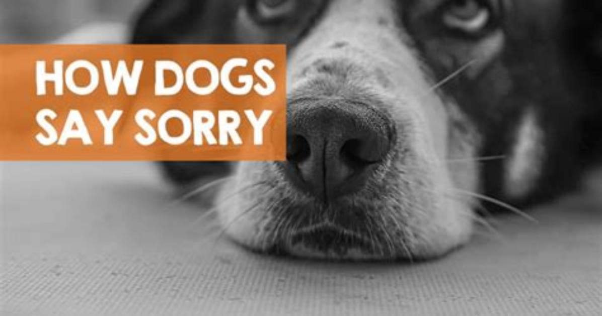 How Do Dogs Say Sorry?