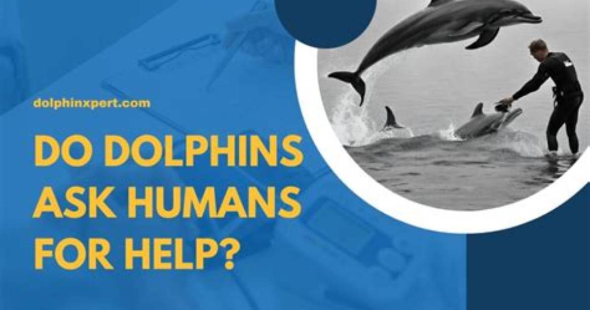 How Do Dolphins Help Humans?