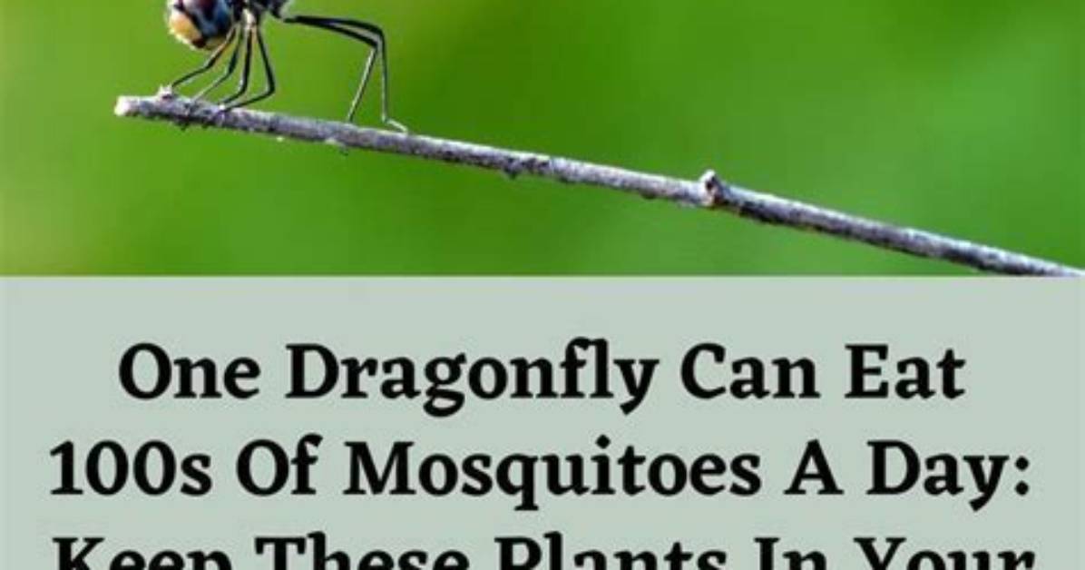 How Do Dragonflies Kill Their Prey