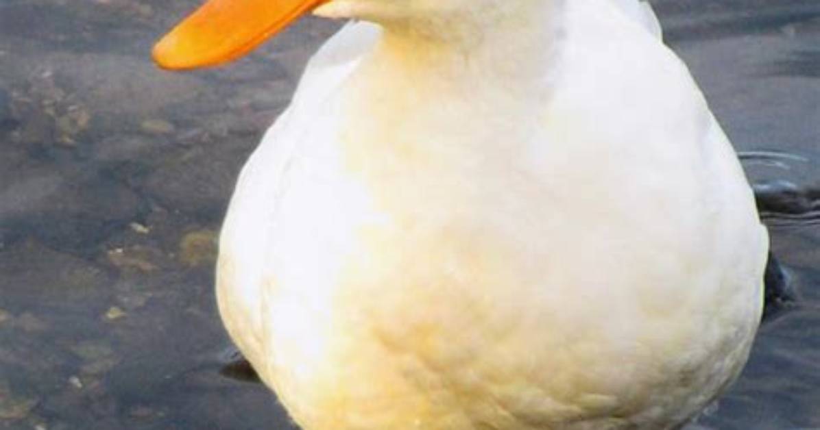 How Do Ducks Show Affection