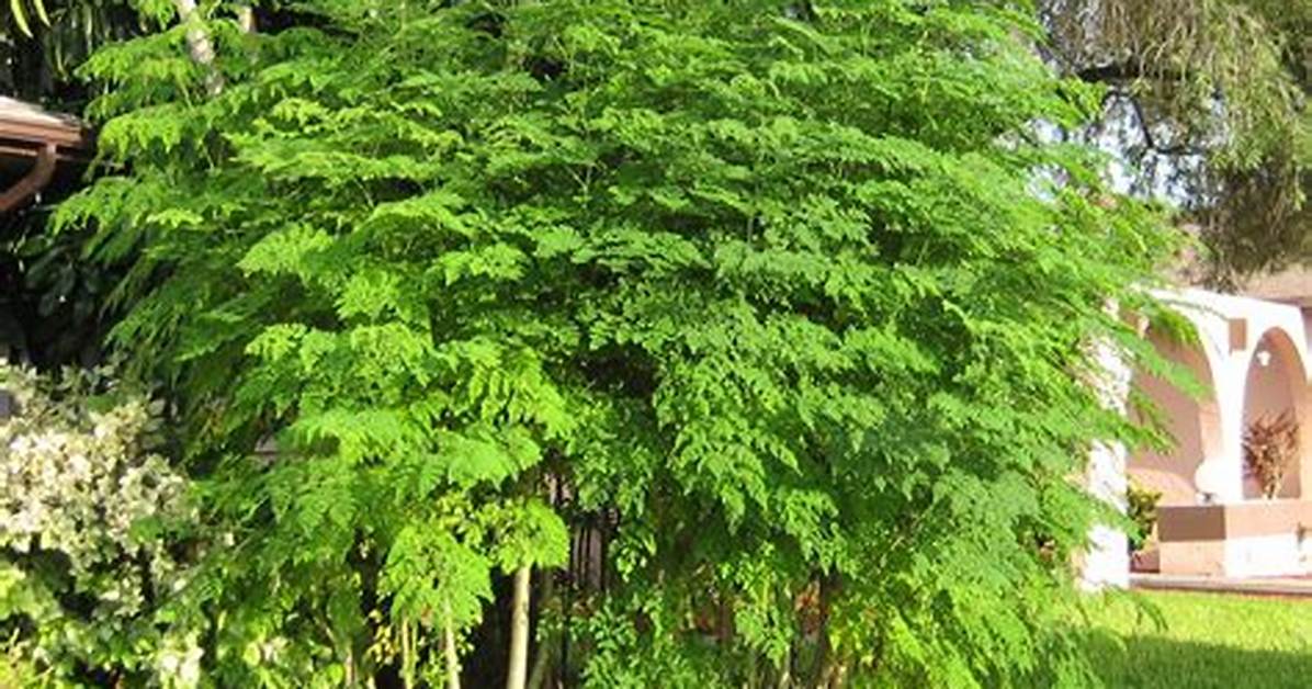 How Do Dwarf Moringa Trees Grow