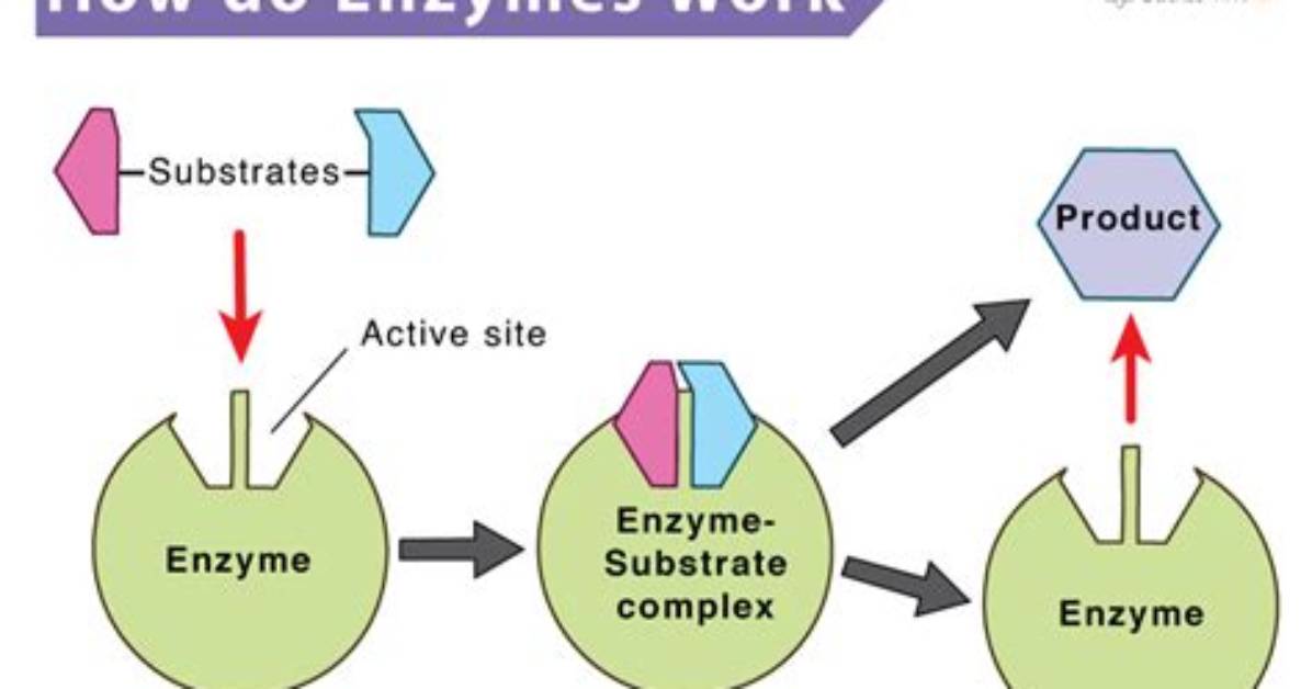 How Do Enzymes Work