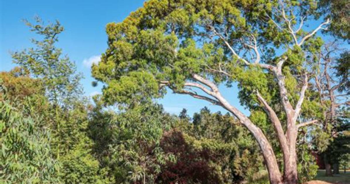 How Do Eucalyptus Trees Reproduce