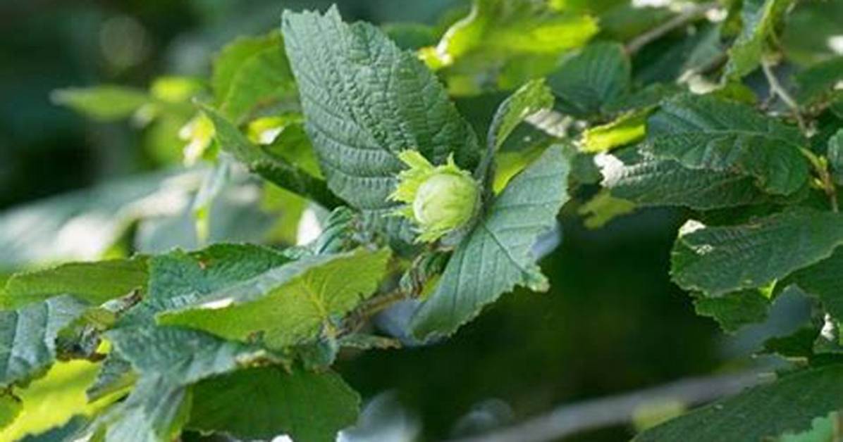 How Do Filberts Grow