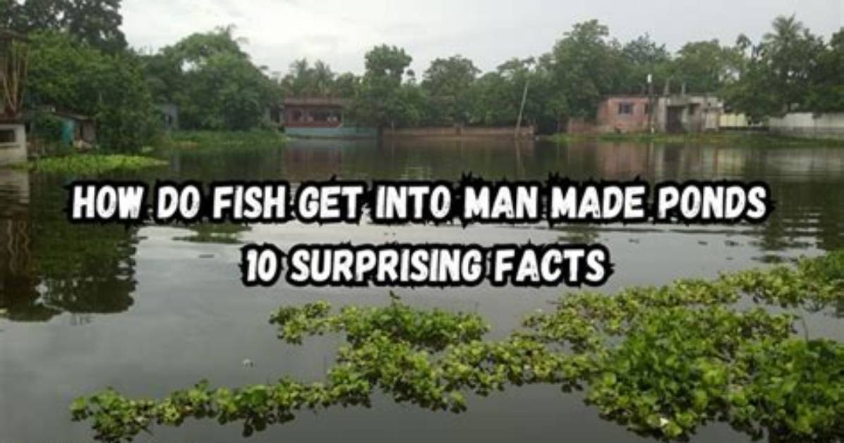 How Do Fish Get into Man Made Lakes