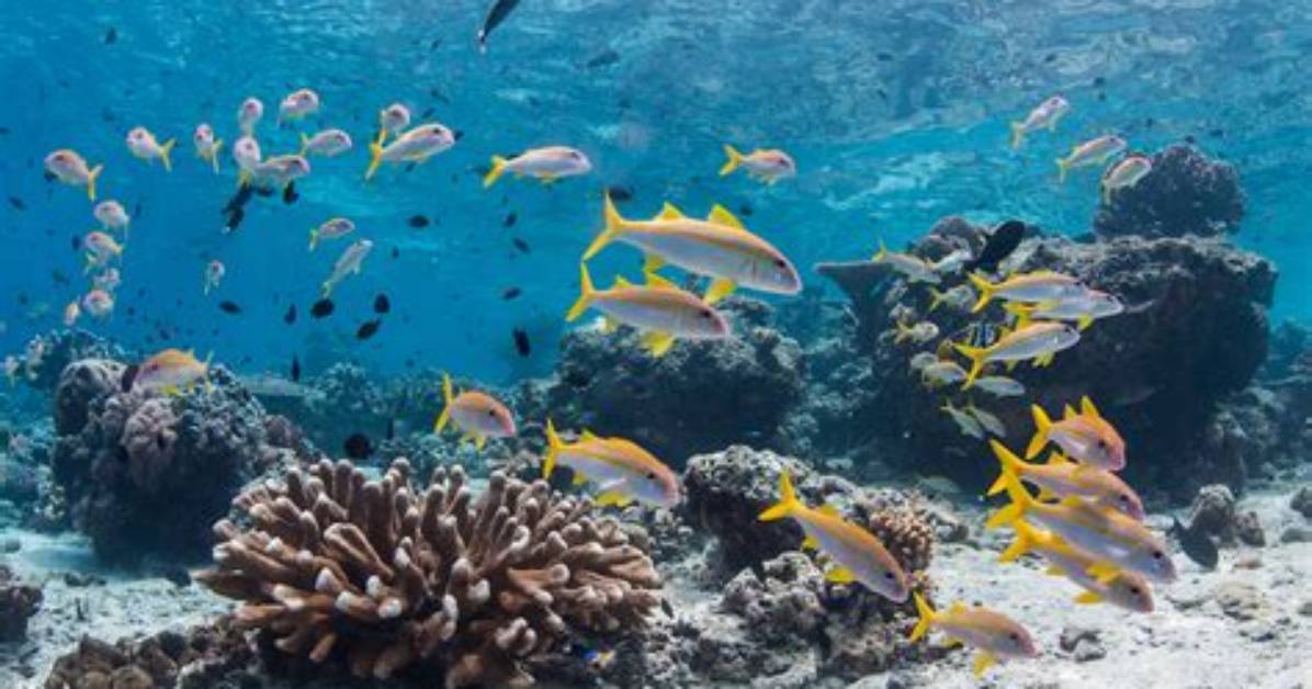 How Do Fish Help Coral Reefs