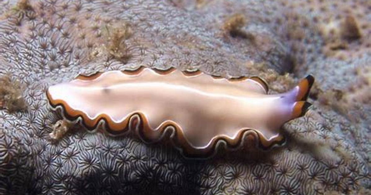 How Do Flatworms Respond