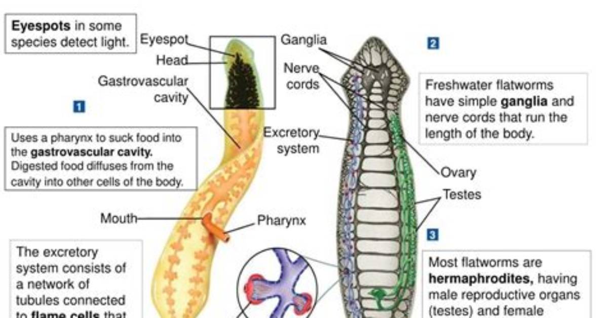 How Do Flatworms Sense Their Environment