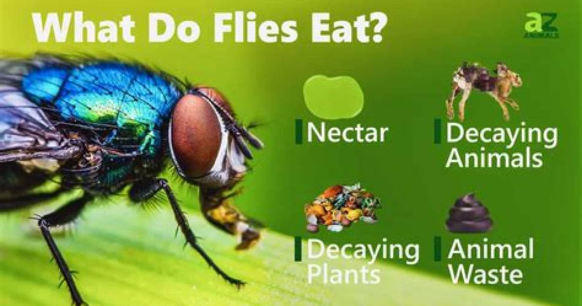 How Do Flies Eat