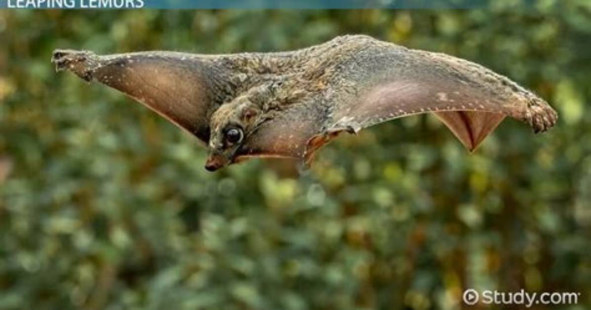 How Do Flying Lemurs Glide?