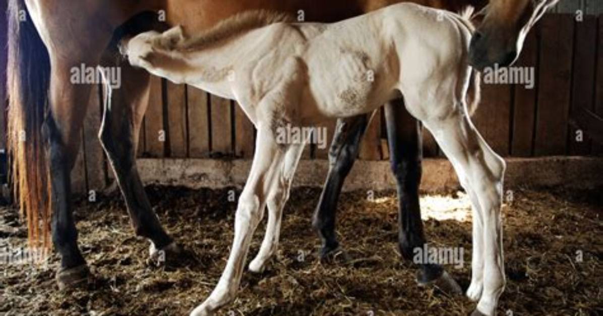 How Do Foals Nurse