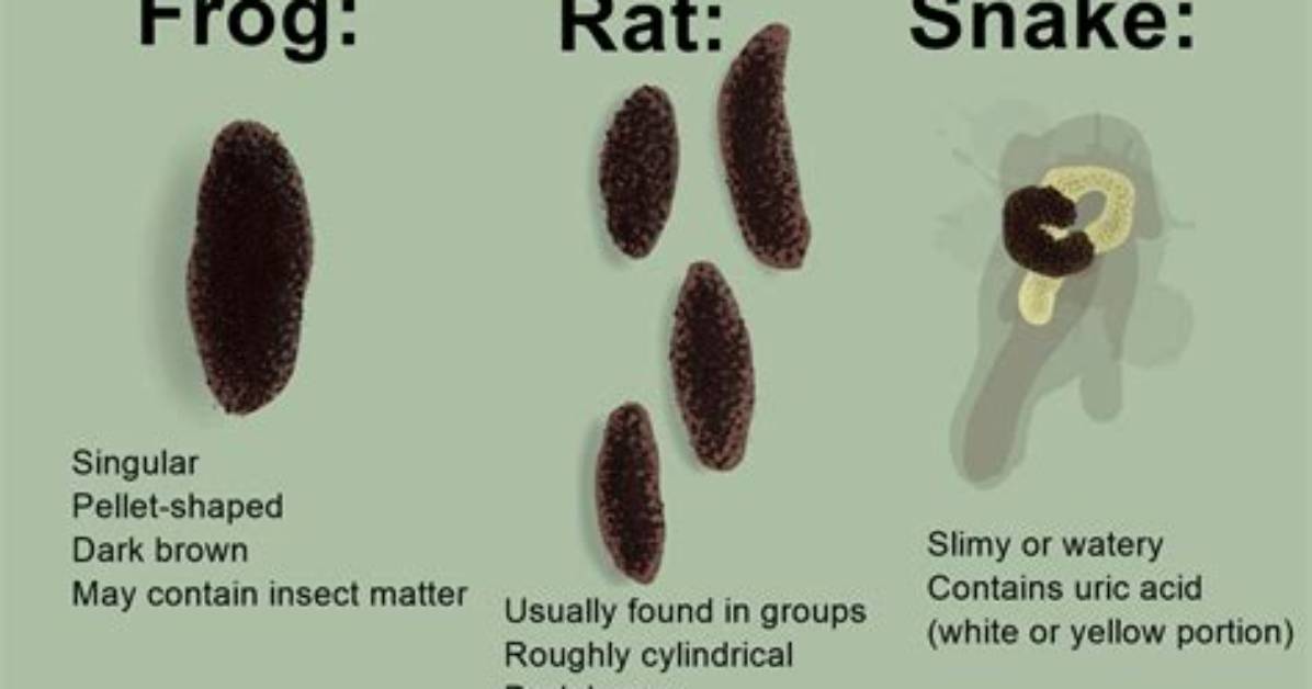 How Do Frogs Poop - Lisbd-Net. Com