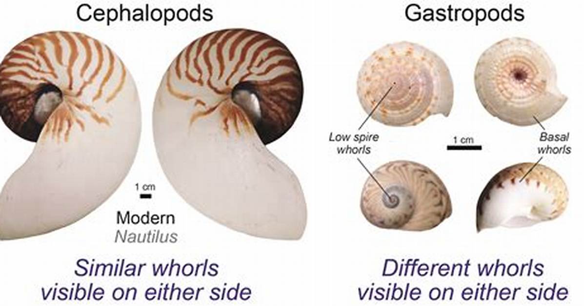 How Do Gastropods Move?