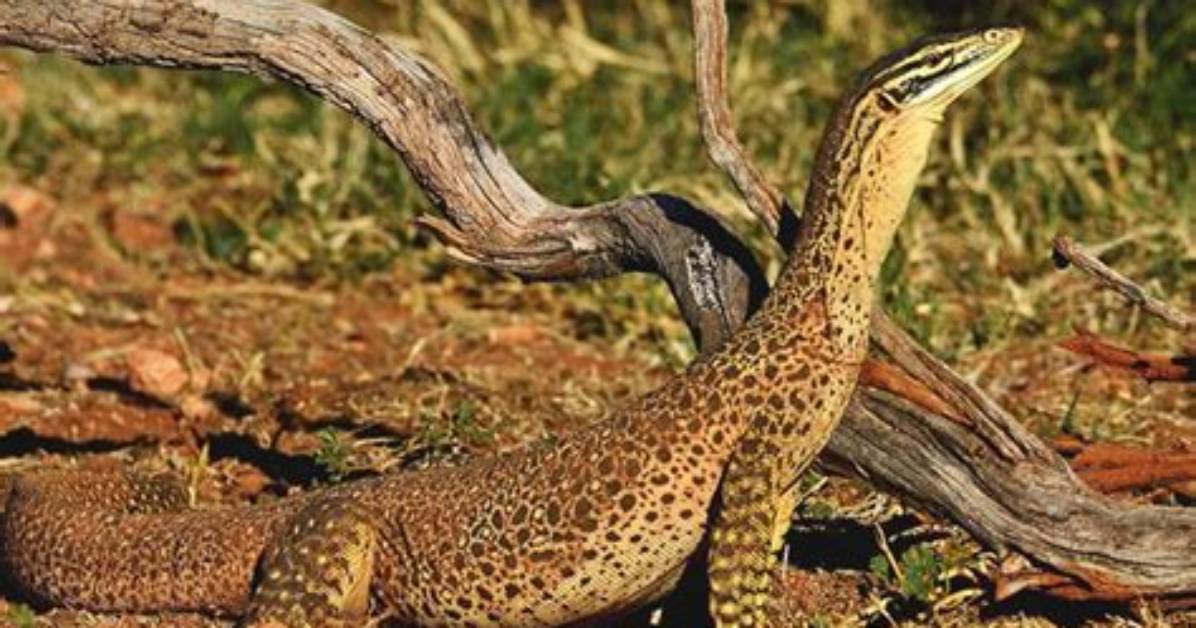How Do Goannas Feed Their Young?