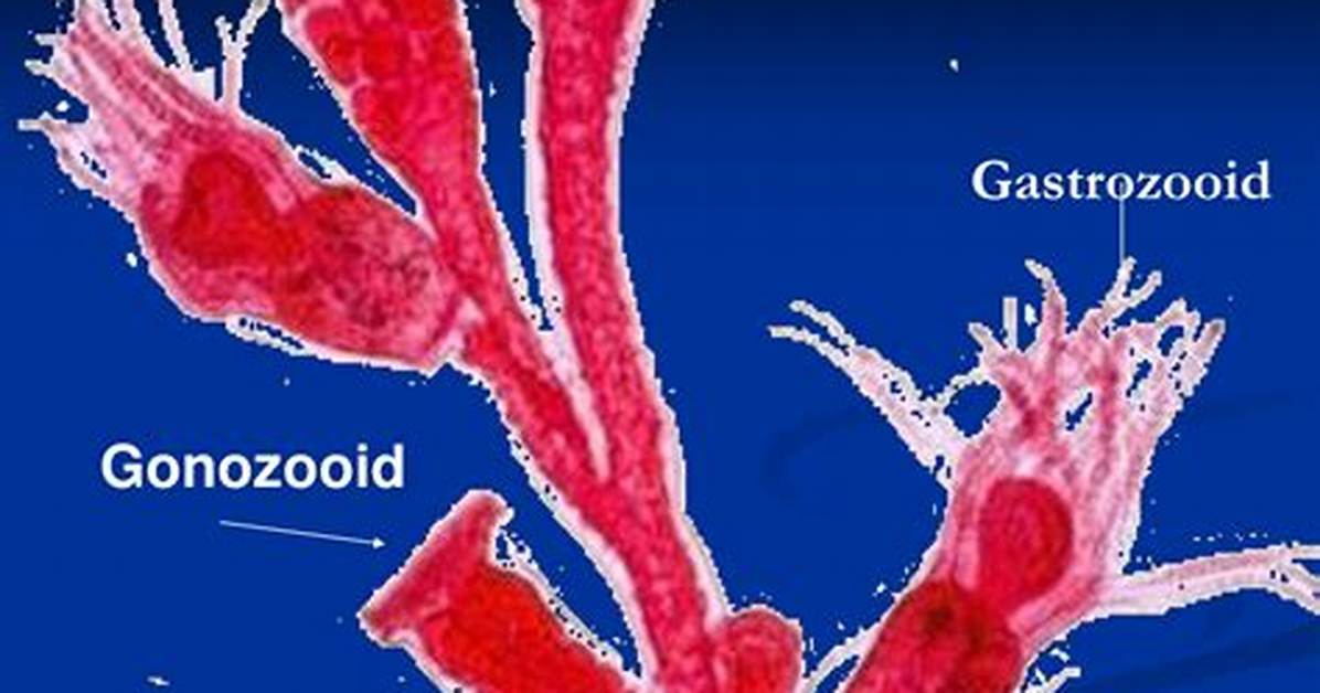 How Do Gonozooids Obtain Nutrients?