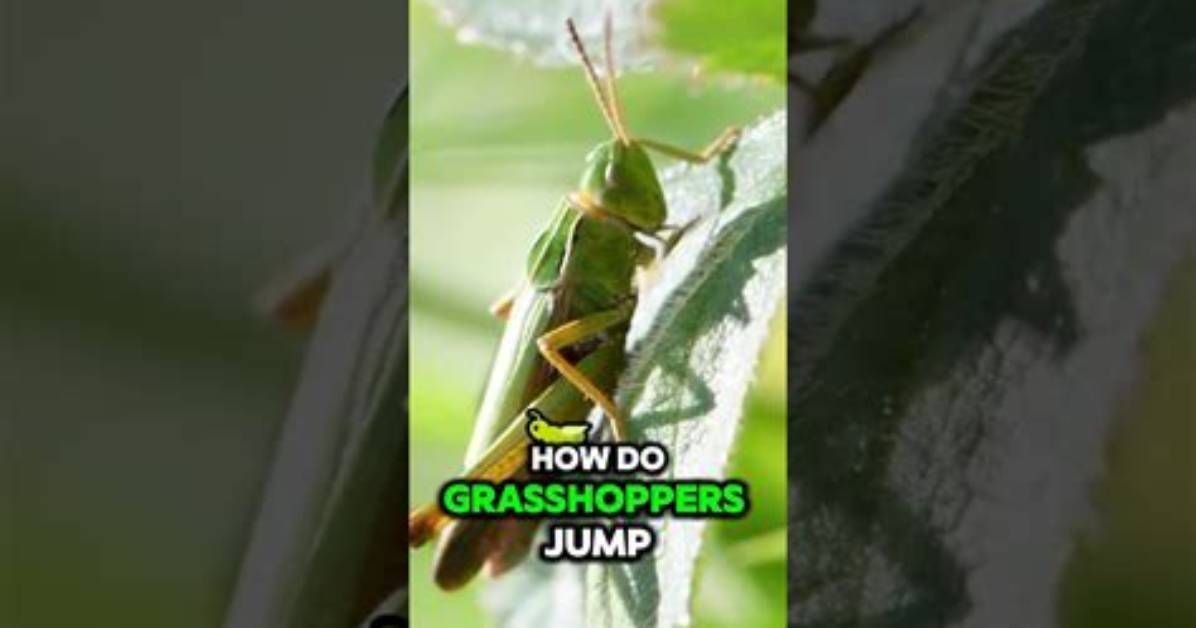 How Do Grasshoppers Jump So Far?