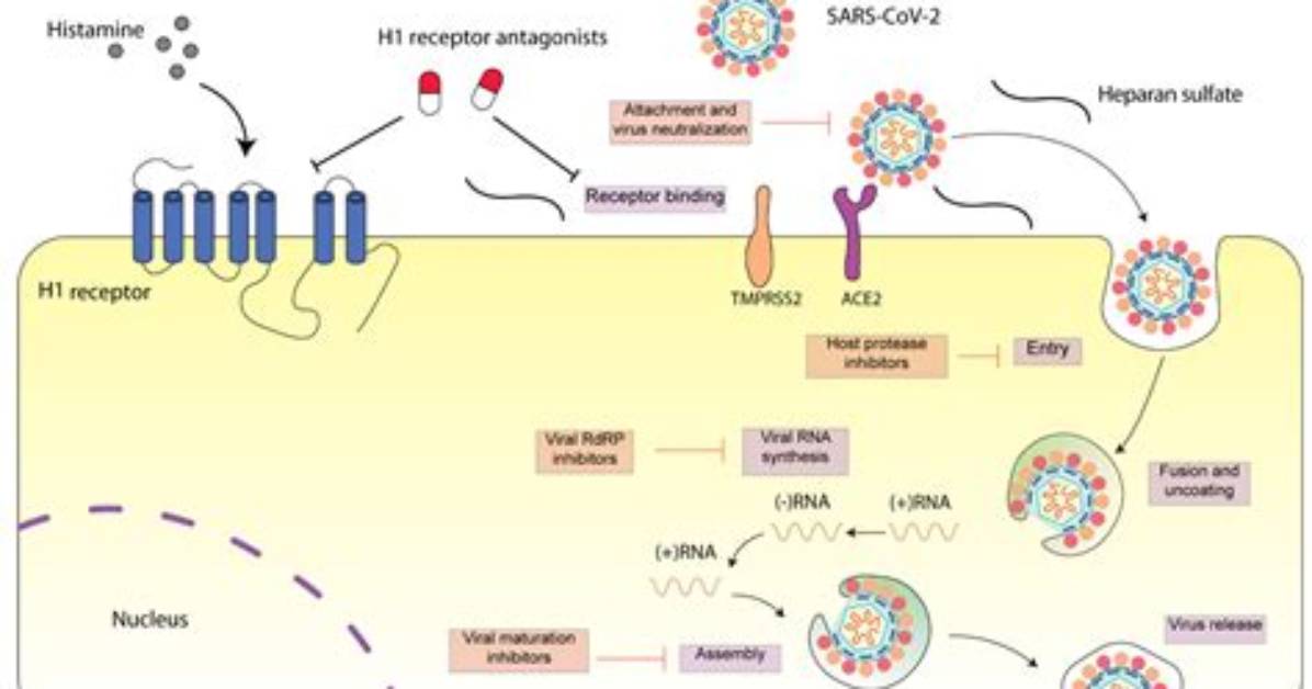 How Do H1 Receptor Antagonists Work