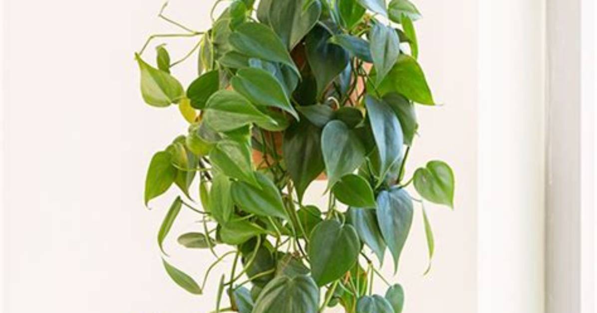 How Do Hanging Plants Grow