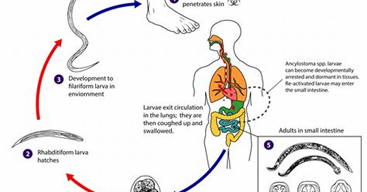 How Do Hookworms Reproduce?