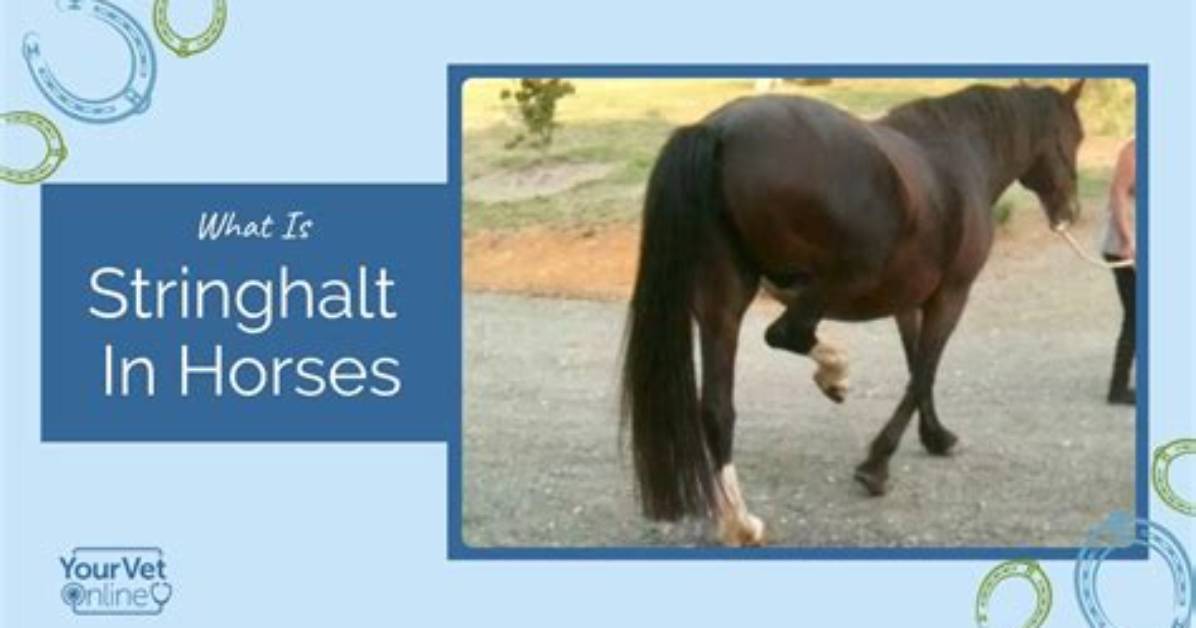 How Do Horses Get Stringhalt?