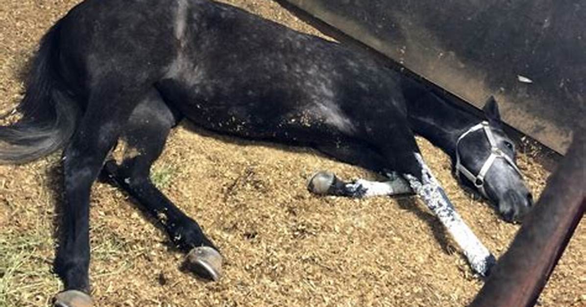How Do Horses Sleep