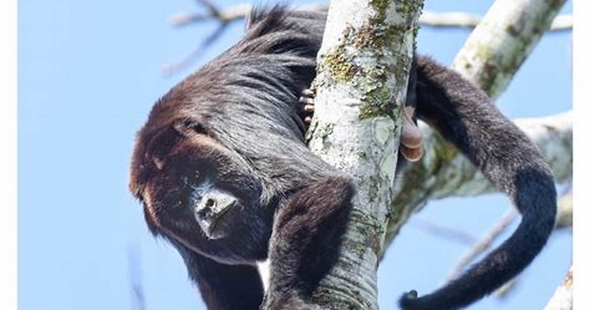 How Do Howler Monkeys Protect Themselves