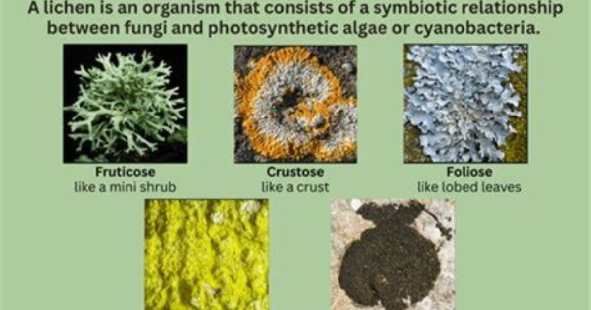 How Do Humans Use Lichens