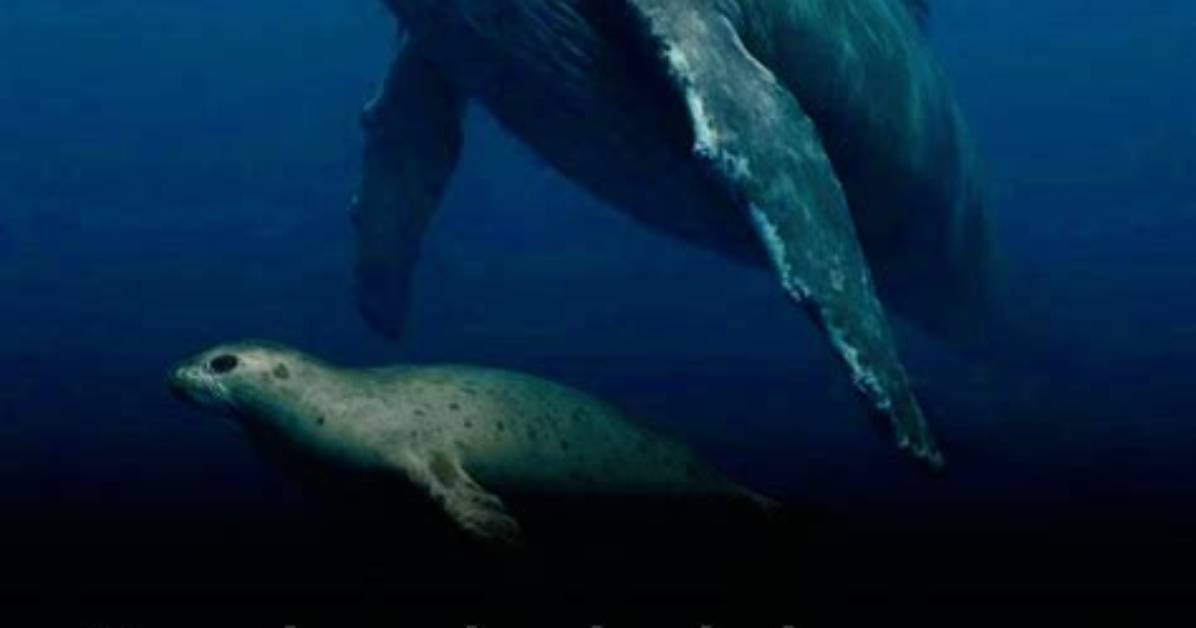 How Do Humpback Whales Defend Themselves
