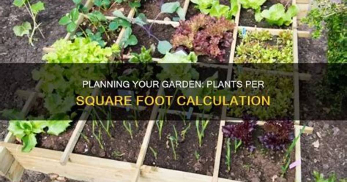 How Do I Calculate Plants per Square Foot